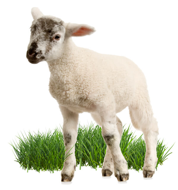 eql young British lamb stood in a field of green grass
