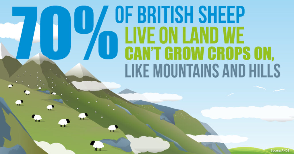 70% land sheep