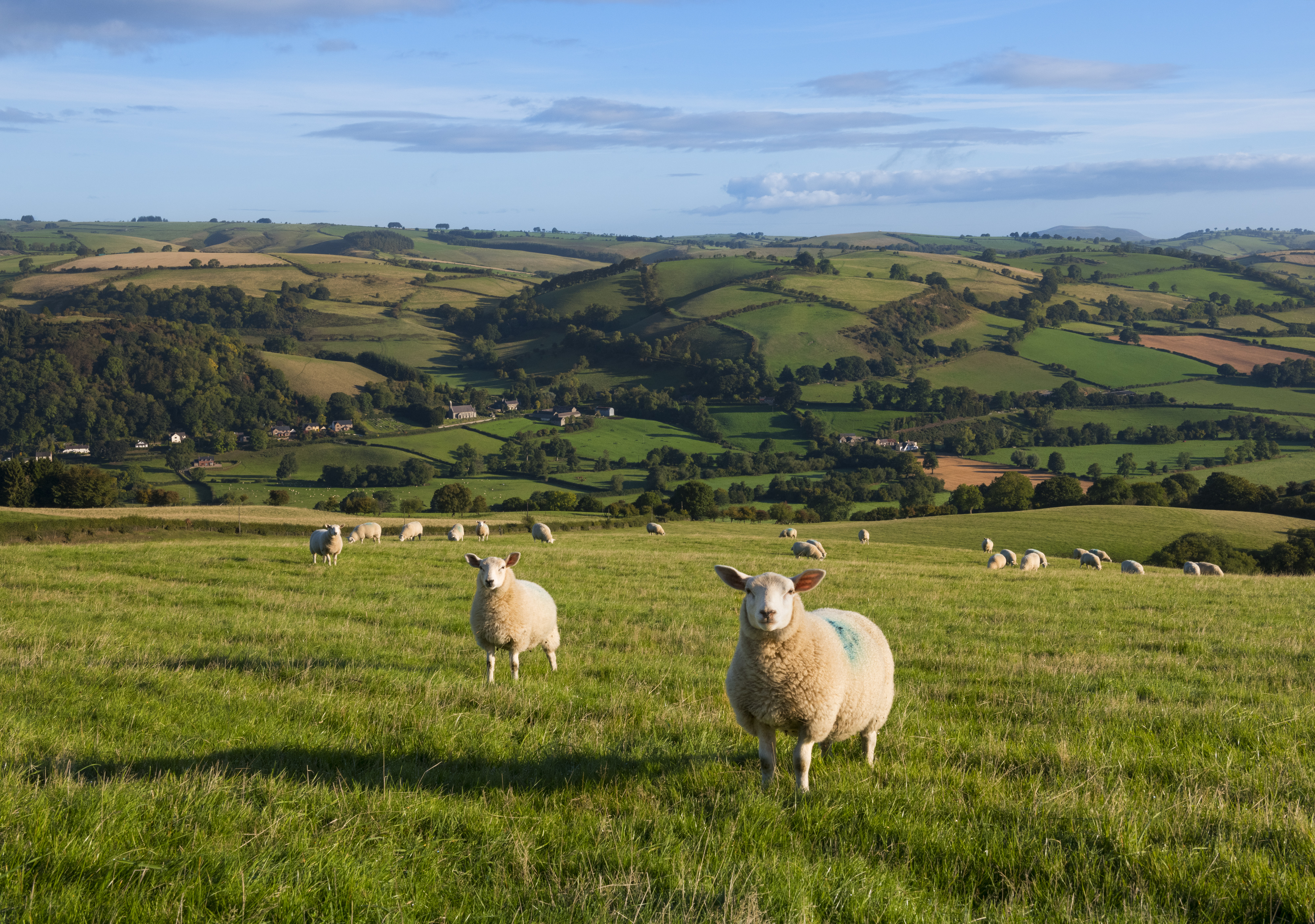 UK Qurbani 2021 Outlook - Euro Quality Lambs